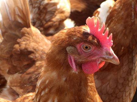 Geflügelpestgefahr ist noch nicht gebannt